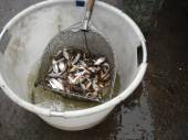 Roach and crucian carp supplied by Framlingham Fisheries Ltd being delivered into the Match Lake.