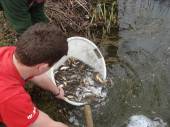 Roach and crucians being placed into the North Pool