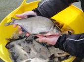 Some of our new bream.