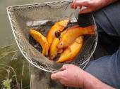 Some of the beautiful golden tench now in the Match Lake.