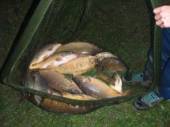 This is a super bag of 16 carp from the North Pool caught by Jack Barry - the largest fish was 7.5lb.