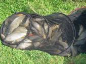 Martin Jones from Whitchurch caught this lovely bag of fish on Rushcombe Lake.