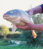 This is a 14lb 6oz common carp - the largest ever to have been caught from Rushcombe Lake.  Judy Pickering was the successful angler using sweetcorn and 4mm pellet on peg 21.  What a super fish!